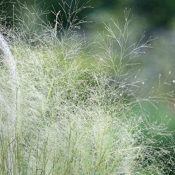 疯狂的小羊朦胧的薄雾云草