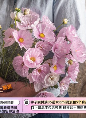 【种子】 夏季耐热波斯菊   纸杯蛋糕  脸红  5粒