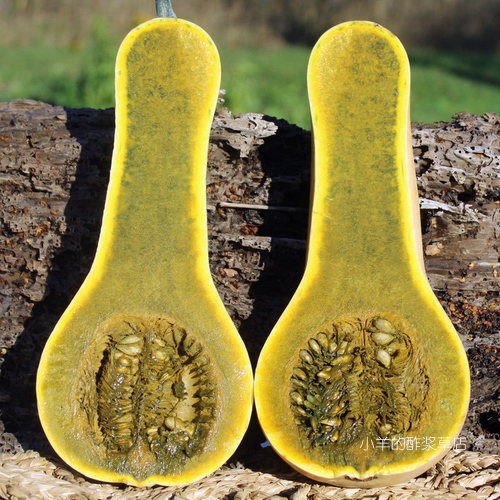 疯狂的小羊危地马拉绿色南瓜