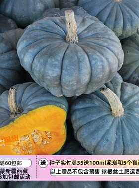 【种子】澳大利亚传家宝 浓密甜美  昆士兰蓝色南瓜 3粒