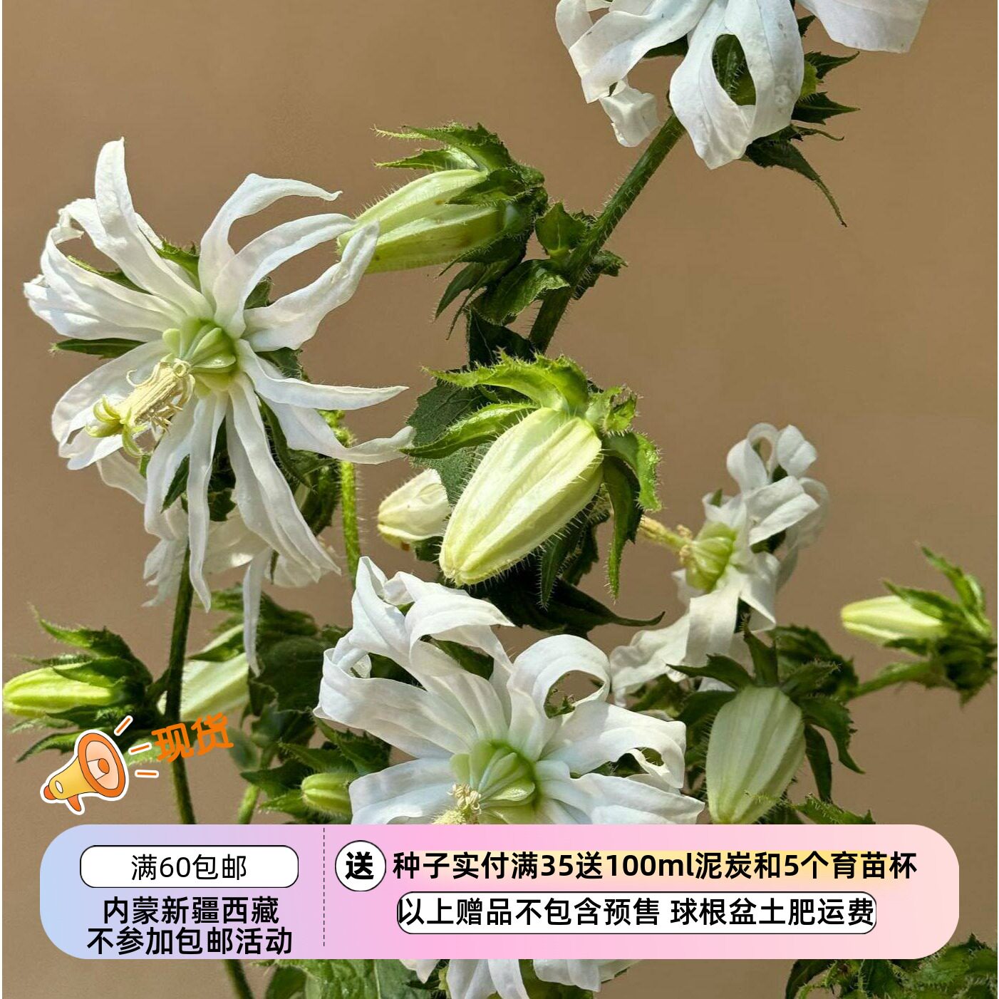 【种子】多年生 桔梗科 奇特的灯笼状花蕾 黎巴嫩风铃草 10粒