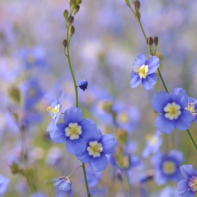 【种子】一年生 十字花科 艳丽喜光芥  日冠花 蓝色 10粒