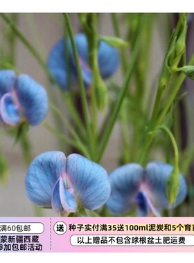 【种子】比香豌豆开花更早 山黧豆   Lathyrus  3粒
