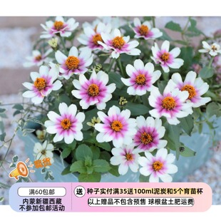 【种子】 耐热植物 矮生盆栽型百日草 樱桃双色 10粒