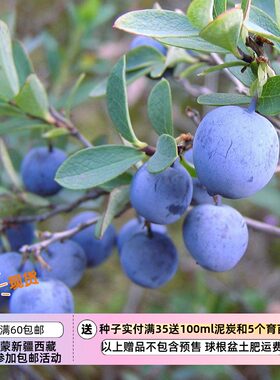 【种子】多年生 小灌木 可食用 高山蓝莓 笃斯越桔  5粒