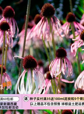 【种子】多年生 宿根 淡紫紫锥菊 淡紫色松果菊 5粒