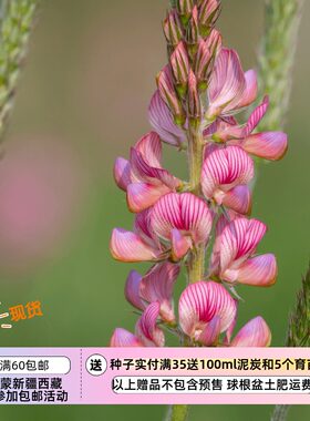 【种子】多年生豆科 野花 花期长 可做切花 红豆草 5粒
