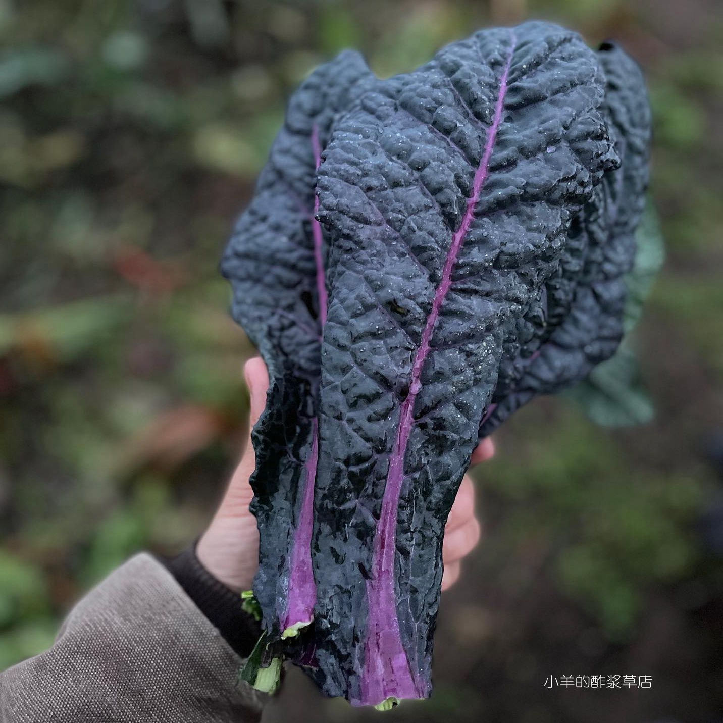 【种子】 羽衣甘蓝 蓝绿色紫茎  耀眼的蓝色 10粒