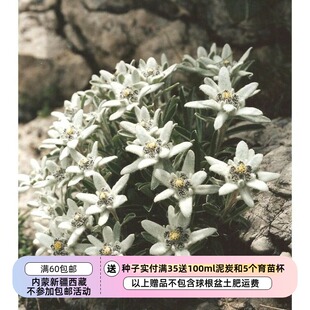 【种子】进口种子 菊科 高山火绒草 矮生阿尔卑斯雪绒花 10粒