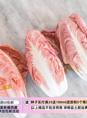 疯狂的小羊粉红色菊苣