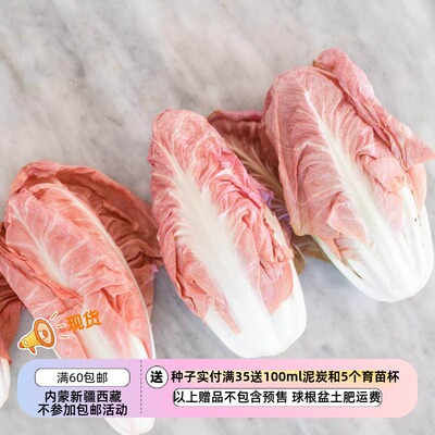 疯狂的小羊粉红色菊苣