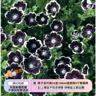 【种子】  喜林草黑便士 Nemophila Penny Black 10粒