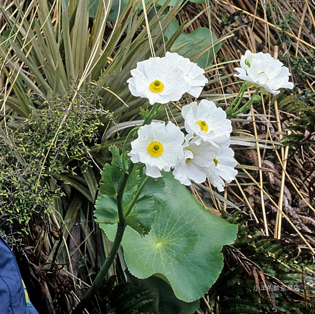 【种子】多年生  种植难度高 巨型毛茛 荷叶毛茛 5粒
