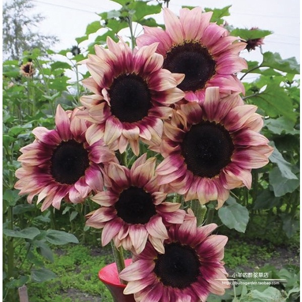 向日葵疯狂的小羊新手友好耐热