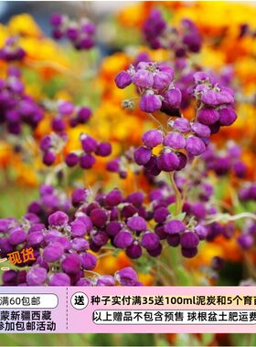 疯狂的小羊蛛形蒲包花