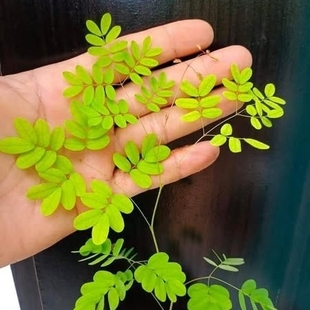 巴西铁架木 散光明亮不需要暴晒 多年生 3粒 种子