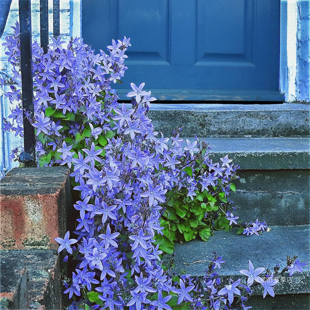 【种子】多年生  桔梗科 塞尔维亚风铃草 垂吊风铃草 10粒