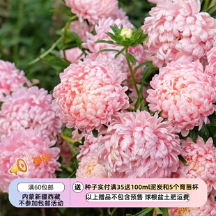 【种子】一年生 切花型重瓣翠菊 公爵夫人 杏色 10粒