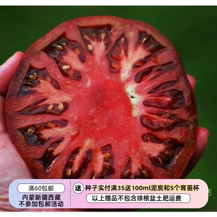 【种子】传家宝老品种  无限生长型 大番茄 紫色切诺基  5粒