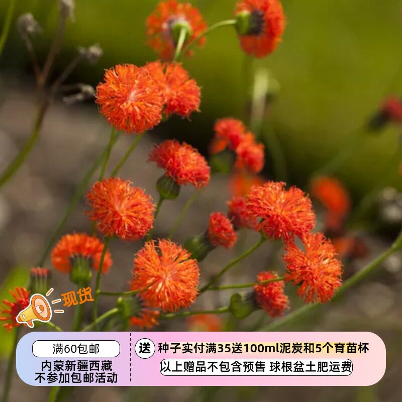 【种子】一年生 菊科 流苏花 一点红 猩红色 10粒图片