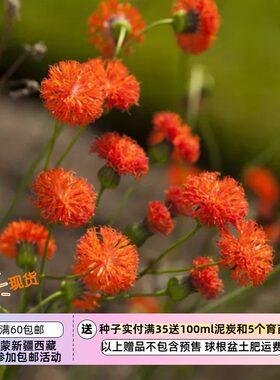 【种子】一年生 菊科 流苏花 一点红 猩红色 10粒