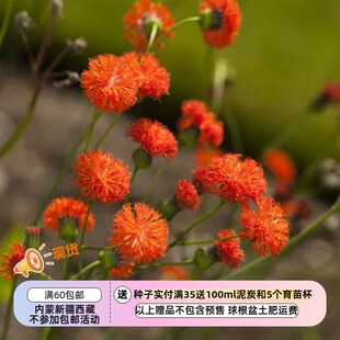 【种子】一年生 菊科 流苏花 一点红 猩红色 10粒
