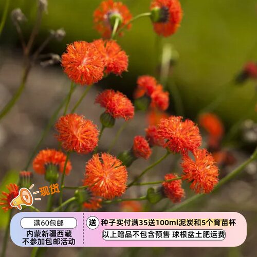 【种子】一年生 菊科 流苏花 一点红 猩红色 10粒