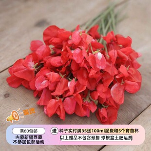 【种子】一年生 芳香植物 爬藤 香豌豆 斯嘉丽 3粒