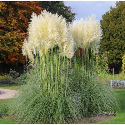 疯狂的小羊蒲苇白色羽毛