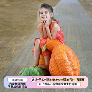 【种子】美洲传家宝老品种 大南瓜 绵密丝滑 红 波士顿南瓜 3粒