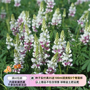 【种子】花芬芳 小花羽扇豆 仙女粉色 粉红仙子 5粒