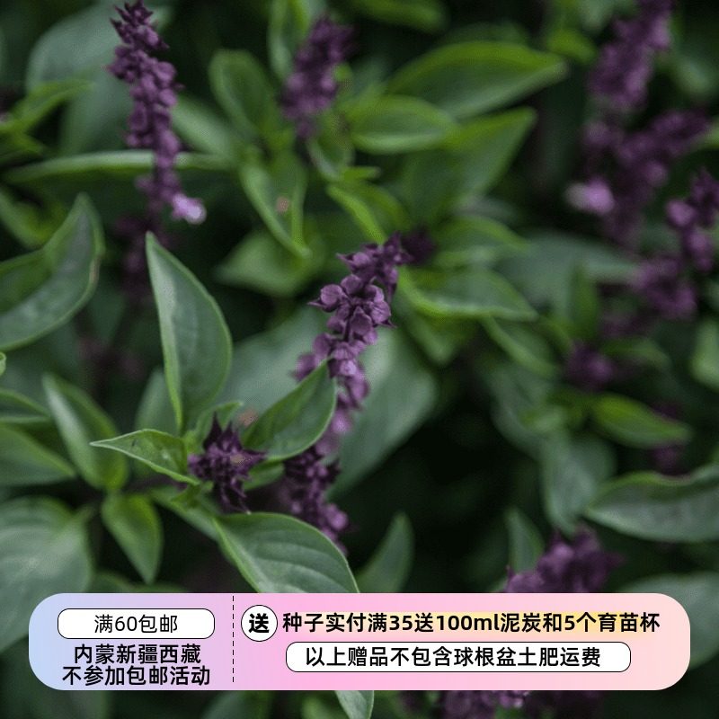 【种子】芳香浓郁的东方香草 东南亚风味 泰国甜罗勒 20粒,鲜花速递/花卉仿真/绿植园艺,家庭园艺种子,淘宝优惠券,粉丝福利购,淘宝优惠卷