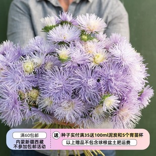 【种子】翠菊 针状花瓣 烟花花型 哈扎斯特·浅蓝色'  5粒