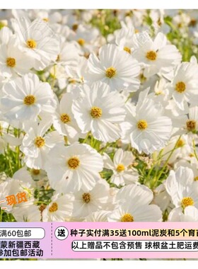 【种子】 夏季耐热 新手友好  大花波斯菊 感官白色 10粒