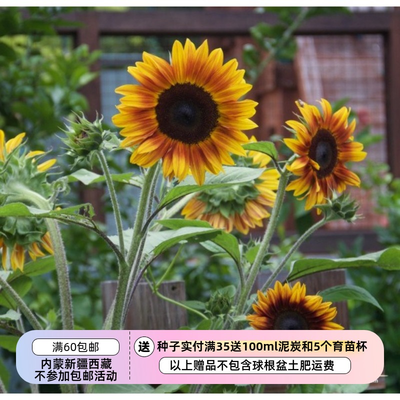 【种子】进口种子 夏季耐热 矮生矮生向日葵 爆竹Firecracker 5粒