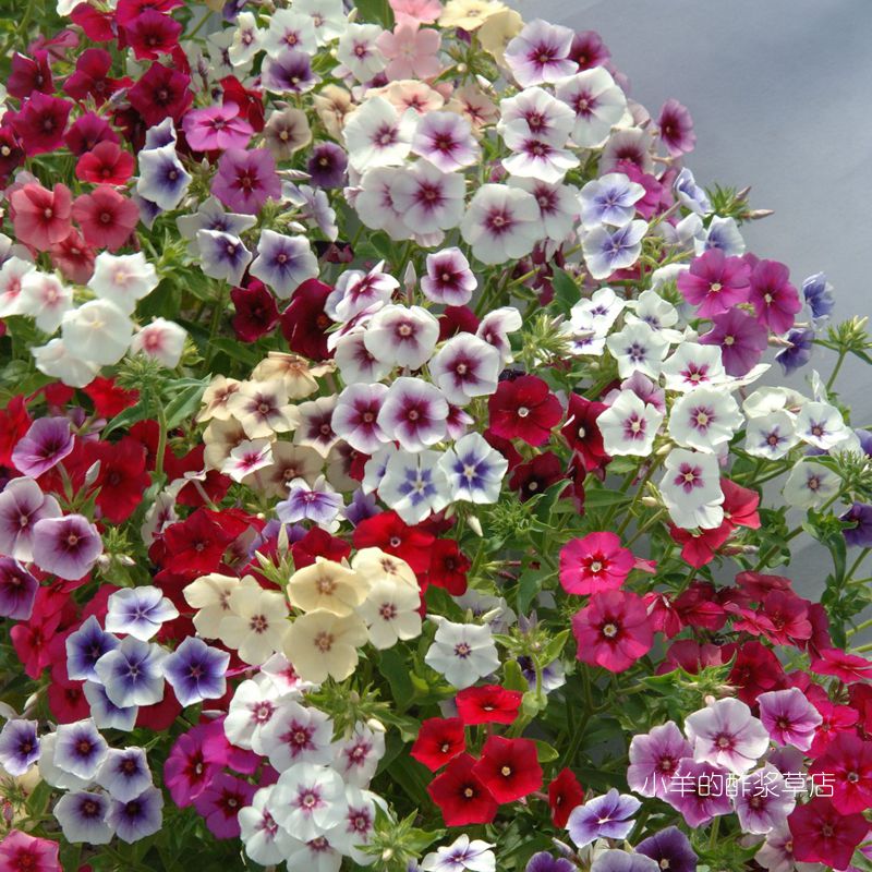 香花福禄考挂毯混色10粒