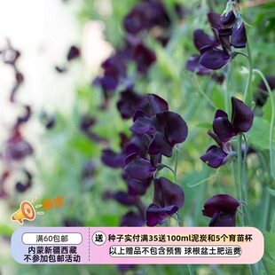 【种子】一年生 芳香植物 爬藤 香豌豆 黑莓 3粒
