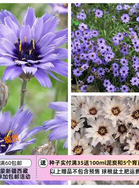 疯狂的小羊蓝箭菊丘比特之箭