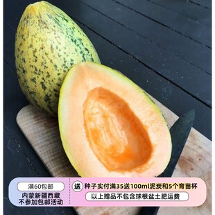 【种子】古老的传家宝品种 鳗鱼河甜瓜 5粒