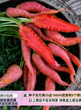 【种子】传家宝老品种 猩红色胡萝卜 浓郁爽脆 原子红胡萝卜 10粒