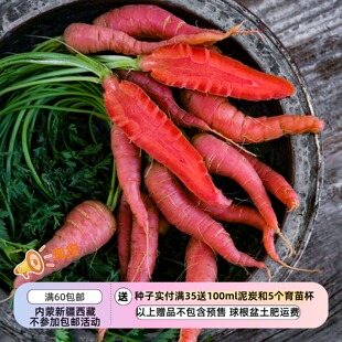 【种子】传家宝老品种 猩红色胡萝卜 浓郁爽脆 原子红胡萝卜 10粒