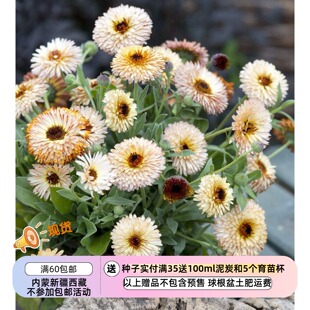【种子】一年生 菊科 小型 重瓣矮生金盏菊 浅杏黄色  10粒