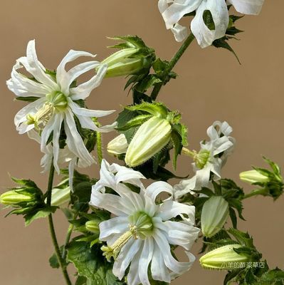 【种子】多年生 桔梗科 奇特的灯笼状花蕾 黎巴嫩风铃草 10粒