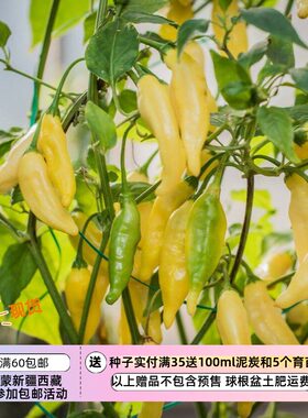 进口种子传家宝辣椒柑橘柠檬