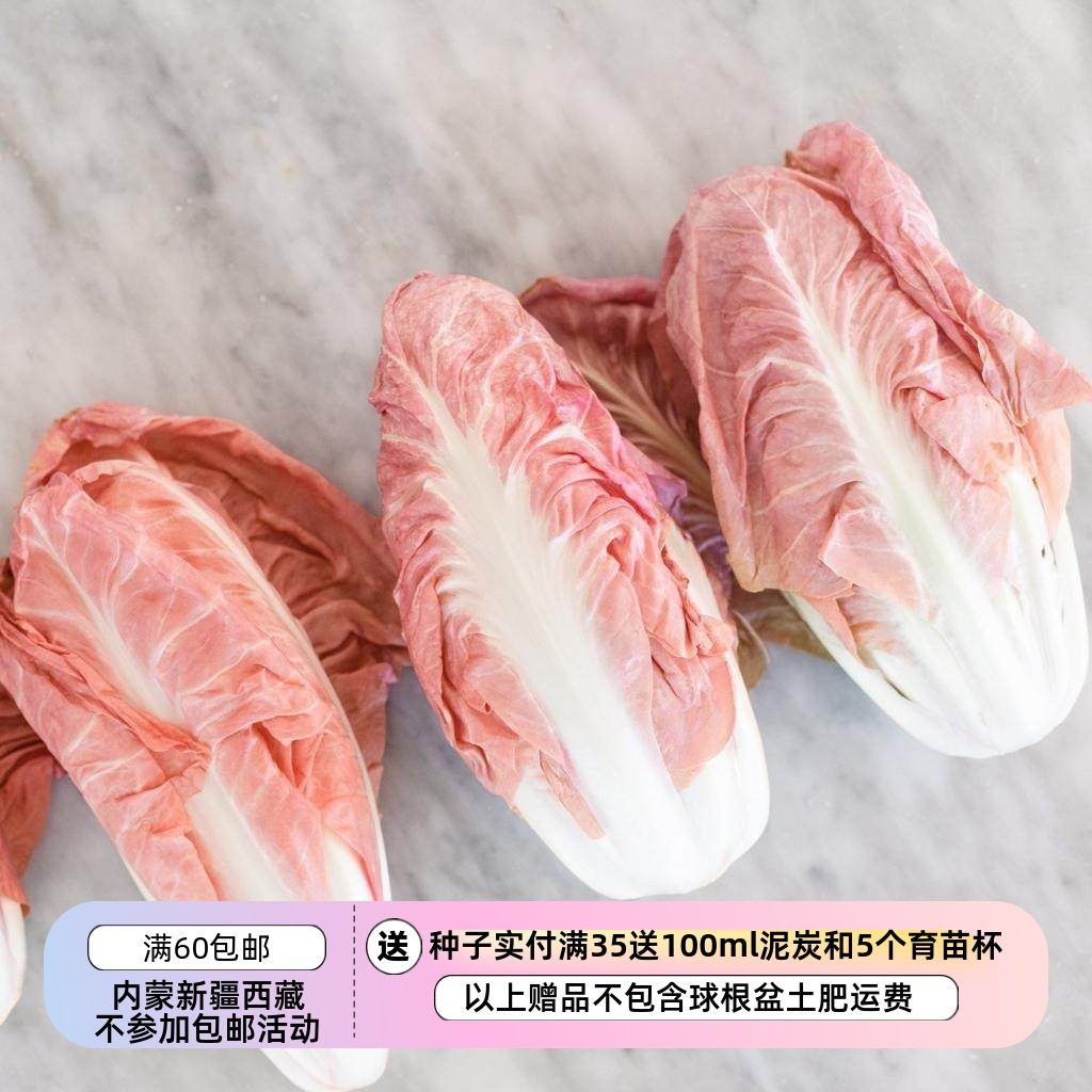 【种子】秋冬种植蔬菜种子脆脆甜甜可食用粉红色菊苣粉红玫瑰10粒,鲜花速递/花卉仿真/绿植园艺,家庭园艺种子,淘宝优惠券,粉丝福利购,淘宝优惠卷