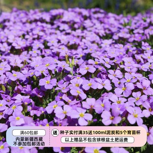 【种子】多年生 地被岩石花园 南庭芥 纤柔皇家蓝 10粒