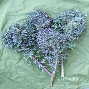 【种子】 可食用 羽衣甘蓝  俄罗斯皱边 10粒