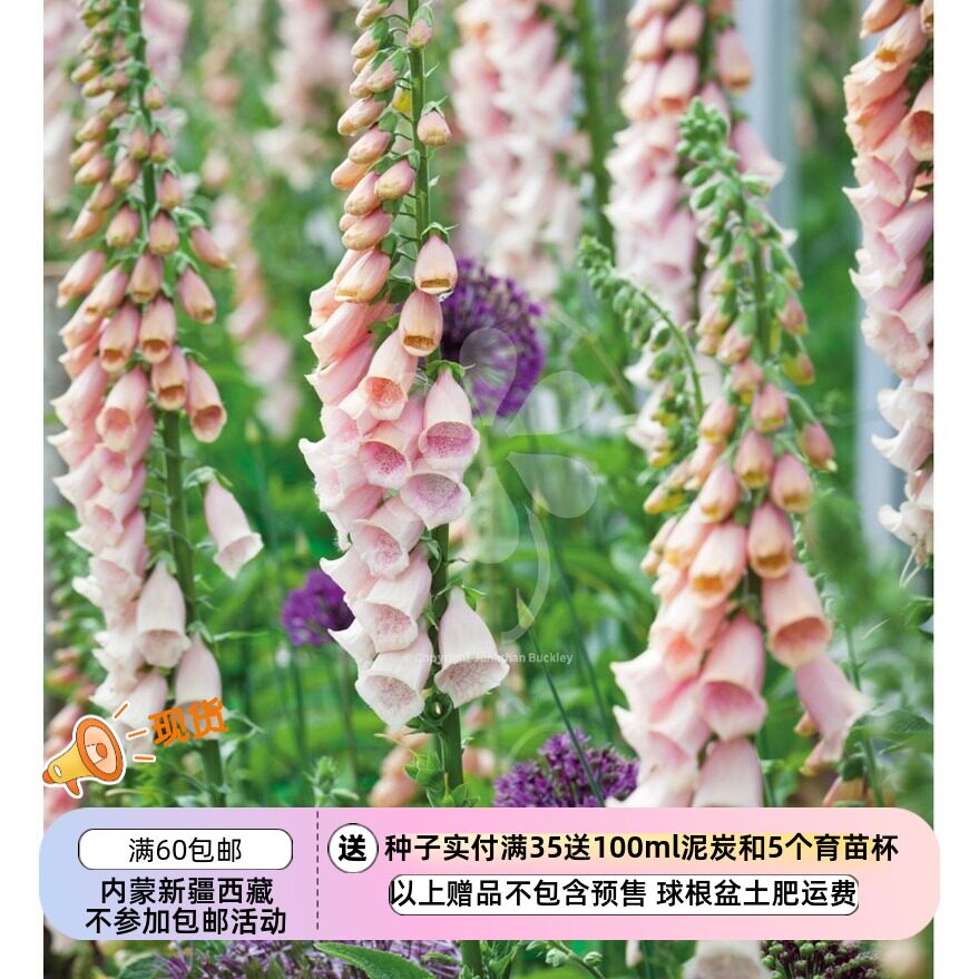 【种子】 毛地黄 萨顿 杏色 10粒