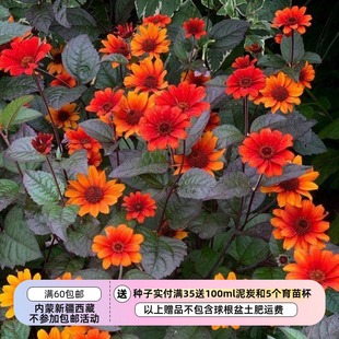 【种子】多年生 赛菊芋 花色渐变 心血 滴血的心 5粒