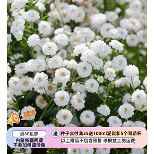 【种子】多年生 菊科 朵朵小棉花团 重瓣珍珠蓍草 钻石 10粒